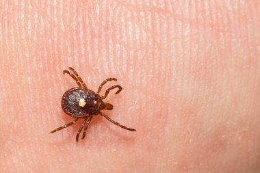 Lone Star Tick - Amblyomma americanum
