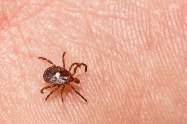 Lone Star Tick - Amblyomma americanum