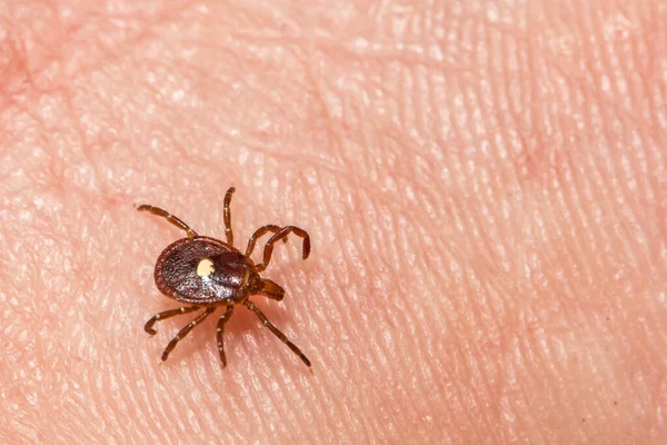 Lone Star Tick Amblyomma Americanum — 스톡 사진