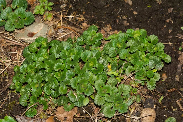 Ground Ivy Growing Garden New England — Foto Stock