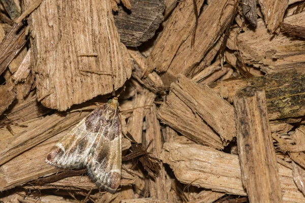 Meal Moth Pyralis Farinalis — 스톡 사진