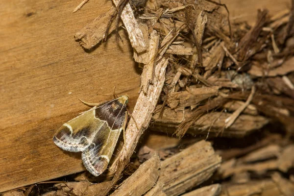 Moth Jadalny Pyralis Farinalis — Zdjęcie stockowe