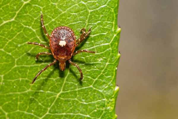 Garrapata Estrella Solitaria Amblyomma Americanum —  Fotos de Stock