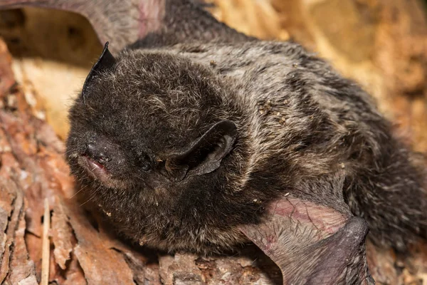 Morcego Cabelos Prateados Lasionycteris Noctivagans — Fotografia de Stock