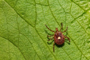 Lone Star Tick isolated on a green leaf