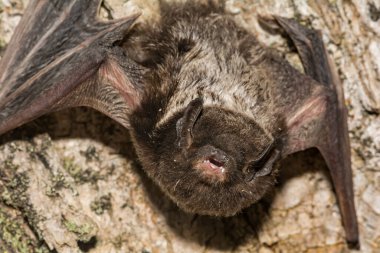 Gümüş saçlı yarasa - Lasionycteris noctivagans