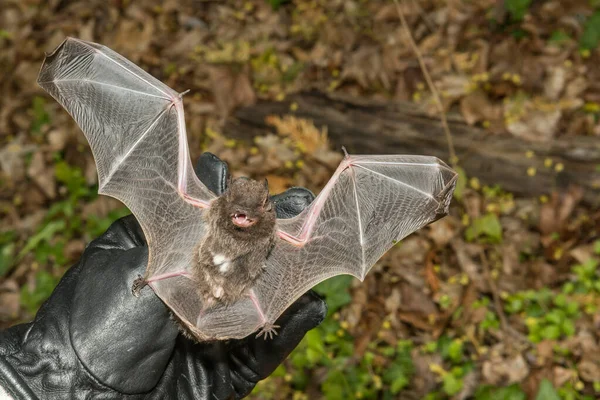 Oficial Controle Animal Inspecionando Asas Morcego Cabelos Prateados Por Lesão — Fotografia de Stock