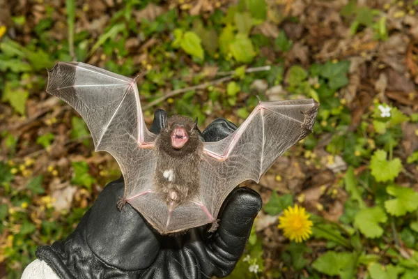 一名动物管理主任巡视一只银发蝙蝠的翅膀以防止受伤 — 图库照片