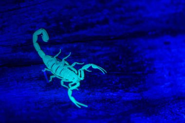 Striped Bark Scorpion under a black light - Centruoides vittatus clipart