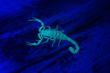 Kara ışık altında çizgili Bark Scorpion - Centruoides vittatus
