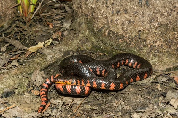 Eastern Mud Snake Farancia Abacura — Stock Photo, Image