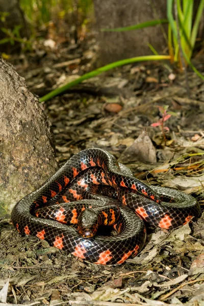 Östra Lerormen Farancia Abacura — Stockfoto