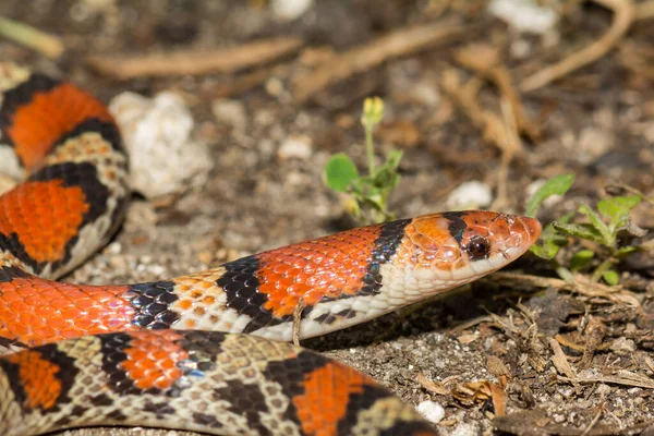 Scarlet Snake Cemophora Coccinea — Stockfoto