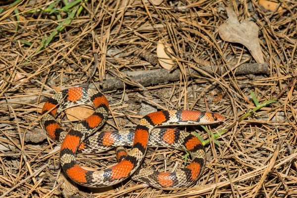 Röd Orm Cemophora Coccinea — Stockfoto