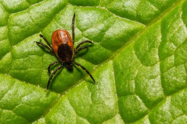 Kara Ayaklı veya Geyik Kenesi - Ixodes skapularis