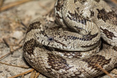 Gri Sıçan - Pantherophis sızıntısı