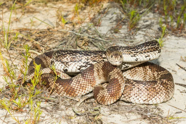 Florida Pine Snake Pituophis Melanoleucus Mugitus — Stock Photo, Image