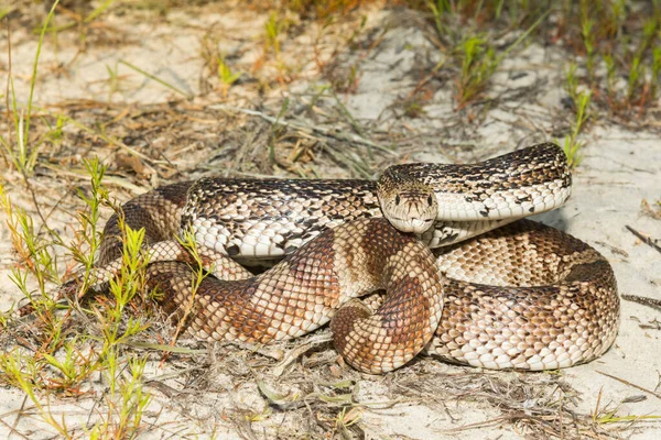 Florida Pine Orm Pituophis Melanoleucus Mugitus — Stockfoto