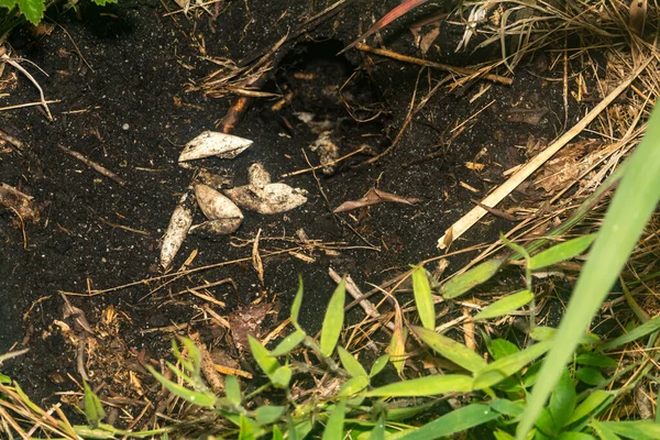 Yağmalanmış Kaplumbağa Yuvası Ndan Kalıntılar — Stok fotoğraf