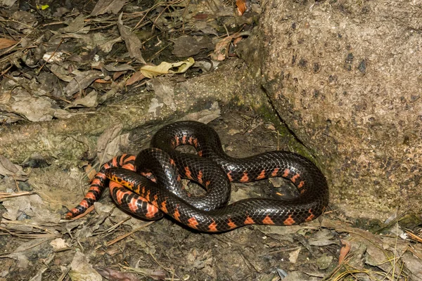 Eastern Mud Snake Farancia Abacura — Stock Photo, Image