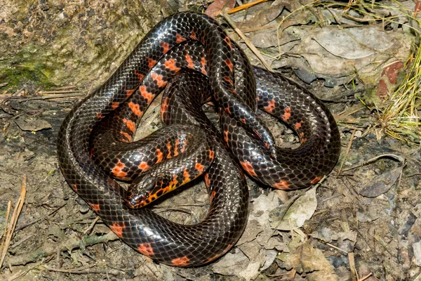 Serpiente Lodo Oriental Farancia Abacura —  Fotos de Stock