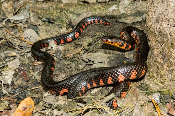 Eastern Mud Snake Farancia Abacura — стоковое фото