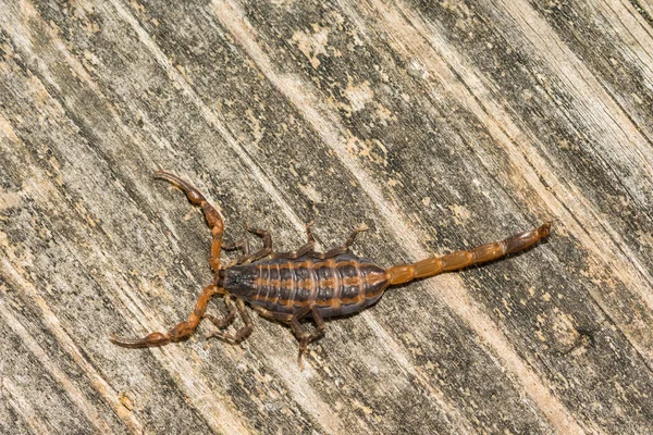 Scorpione Corteccia Strisce Tavolo Picnic Florida — Foto Stock