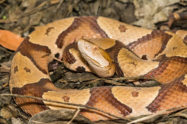 Östlig Kopparorm Agkistrodon Contortrix — Stockfoto