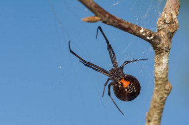 Güney Kara Dul Örümceği Latrodectus Mactans