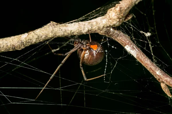Southern Black Widow Spider Latrodectus Mactans — ストック写真