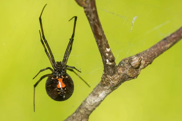 Déli Fekete Özvegy Pók Latrodectus Mactans — Stock Fotó