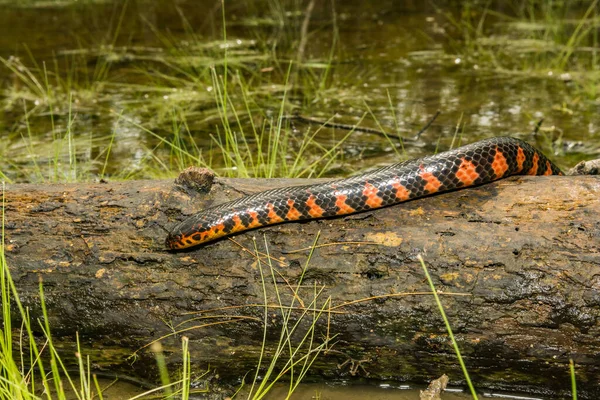 Eastern Mud Snake Farancia Abacura — Stock Photo, Image