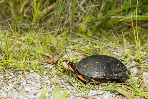 Spotted Turtle Clemmys Guttata — Stock Photo, Image