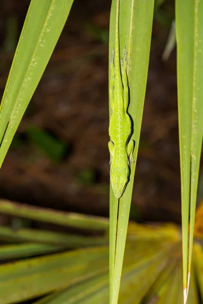 Uyuyan Yeşil Anole Anolis Carolinensis — Stok fotoğraf