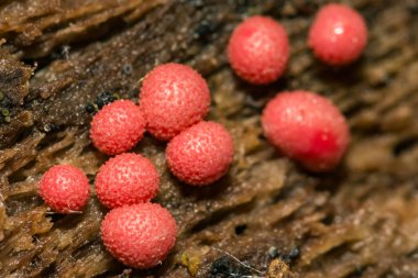 Wolf'un süt sümük kalıp - Lycogala epidendrum