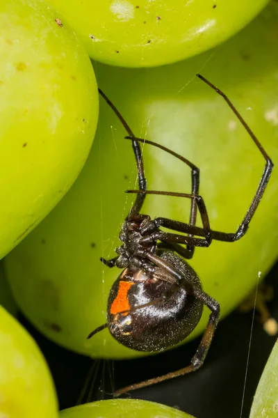 Black Widow Spider hiding in grapes from the supermarket.