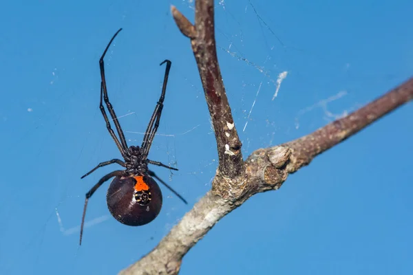 Southern Black Widow Spider Latrodectus Mactans — ストック写真