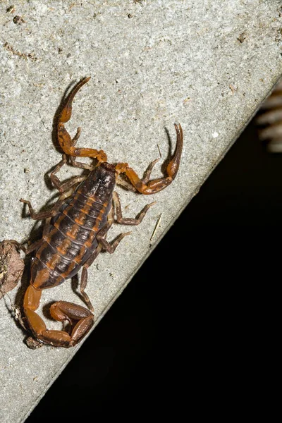 Escorpión Corteza Rayada Debajo Una Mesa Picnic Florida — Foto de Stock