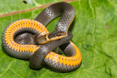 Northern Ringneck Snake - Diadophis punctatus edwardsii clipart
