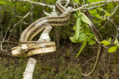 Yeşil Fare Yılanı - Pantherophis alleghaniensis