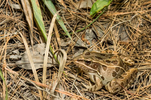 Southern Leopard Frog Lithobates Sphenocephalus — Stock Photo, Image