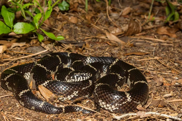 Östra Kingsnake Lampropeltis Getula — Stockfoto