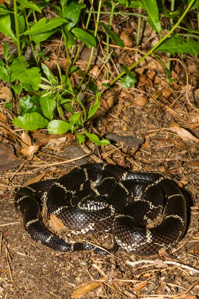 Eastern Kingsnake Lampropeltis Getula — Stock Photo, Image