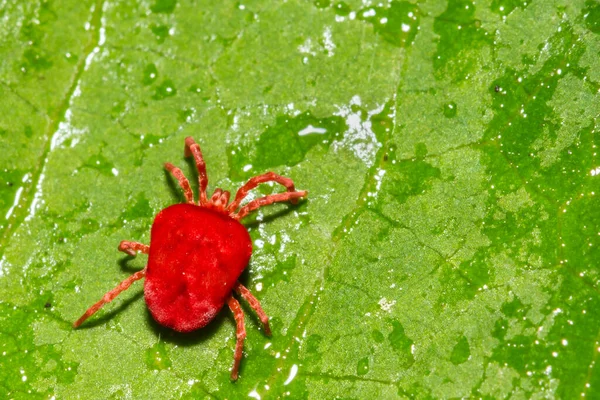 Terciopelo Rojo Aislado Sobre Una Hoja Verde — Foto de Stock