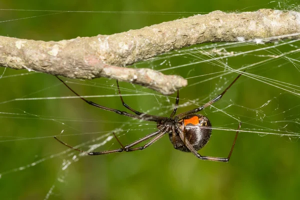 Southern Black Widow Spider Latrodectus Mactans — ストック写真