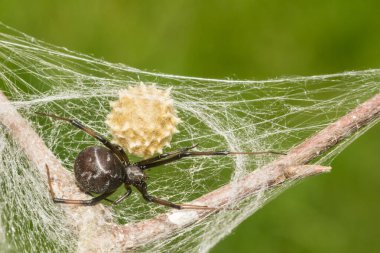 Kara Dul Örümceği - Latrodectus Mactans