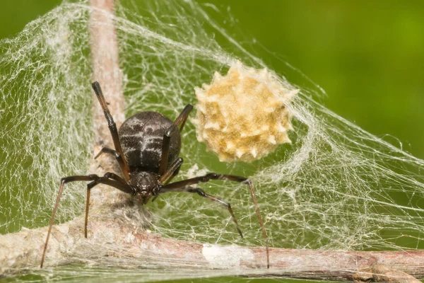 Black Widow Spider Latrodectus Mactans — Stock Photo, Image