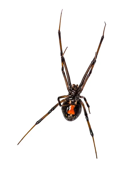 Fekete Özvegy Pók Latrodectus Mactans — Stock Fotó