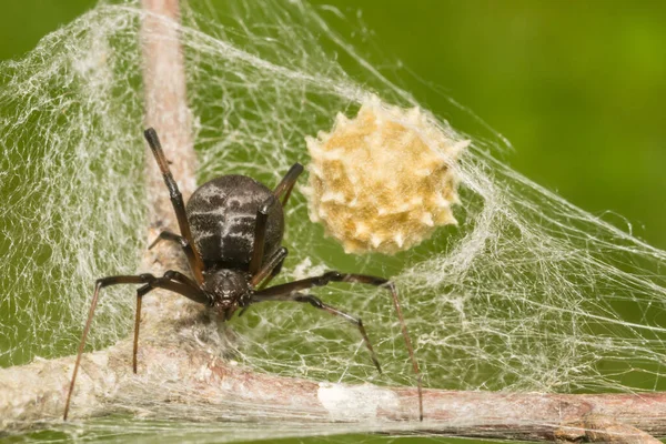 Black Widow Spider Latrodezhus Mactans — стоковое фото