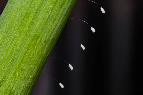 Green Lacewing Eggs Chrysopa Spp — Photo